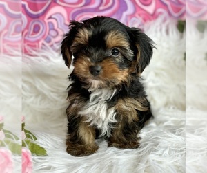 Yorkshire Terrier Puppy for Sale in ROCK STREAM, New York USA