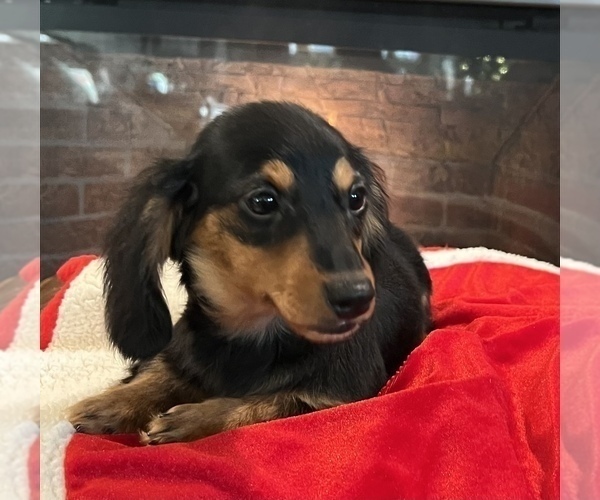 Medium Photo #1 Dachshund Puppy For Sale in NOBLESVILLE, IN, USA