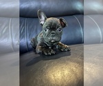 Small Photo #2 French Bulldog Puppy For Sale in NEWARK, OH, USA