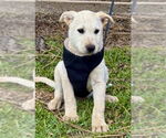 Small #1 Black Mouth Cur-Labrador Retriever Mix