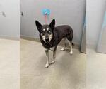 Small Siberian Husky Mix