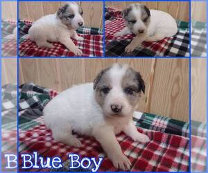 Australian Shepherd-Great Pyrenees Mix Puppy for sale in SULLIVAN, MO, USA