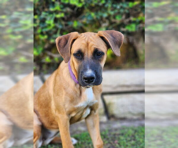 Medium Photo #5 Boxador Puppy For Sale in Dana Point, CA, USA