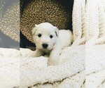 Small Photo #38 Great Pyrenees Puppy For Sale in FALCON, CO, USA