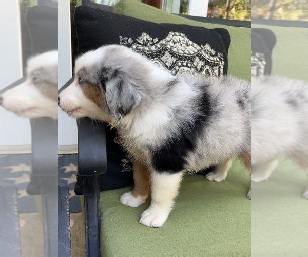 Medium Photo #8 Miniature Australian Shepherd Puppy For Sale in LA CANADA FLINTRIDGE, CA, USA