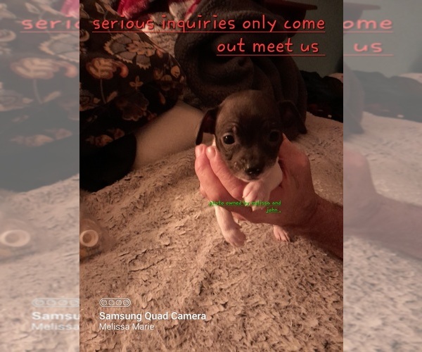 Medium Photo #2 Chihuahua Puppy For Sale in NODAWAY, IA, USA