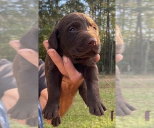 Labrador Retriever Puppy for sale in OSYKA, MS, USA