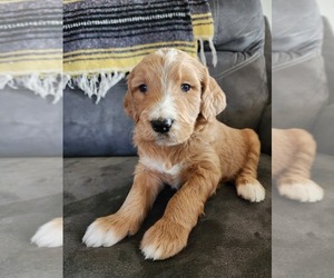 Goldendoodle Puppy for sale in SHELBYVILLE, TN, USA