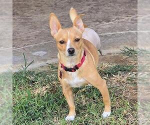 Tulsa - Female Chihuahua-Unknown Mix Dog for Adoption - Photo #3