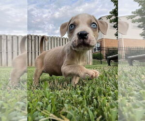 Boxer-Unknown Mix Dogs for adoption in Aurora, IN, USA