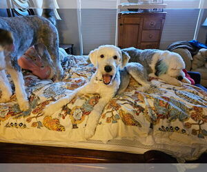 Old English Sheepdog Dogs for adoption in Darlington, MD, USA