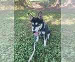 Small #6 Alaskan Klee Kai