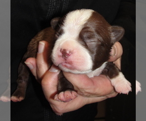 Boston Terrier Puppy for sale in WILSONVILLE, OR, USA