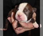 Small Photo #1 Boston Terrier Puppy For Sale in WILSONVILLE, OR, USA