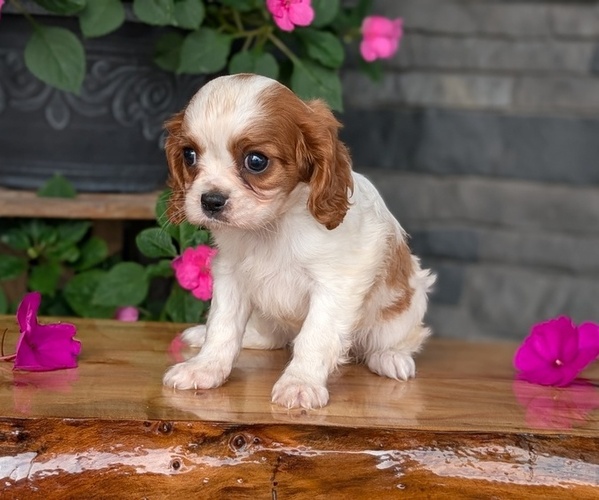 Medium Photo #9 Cavalier King Charles Spaniel Puppy For Sale in GOSHEN, IN, USA