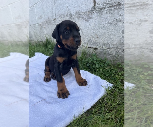 Medium Photo #5 Doberman Pinscher Puppy For Sale in FRANKLIN, PA, USA