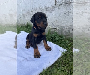 Medium Doberman Pinscher
