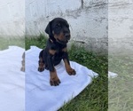 Puppy 4 Orange Doberman Pinscher