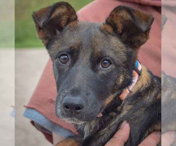 Medium Photo #6 Mutt Puppy For Sale in Huntley, IL, USA