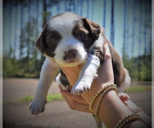 Brittany Puppy for sale in FITZGERALD, GA, USA