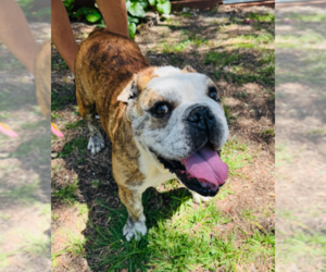 Melon - Female Bulldog Dog for Adoption - Photo #2