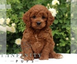 Small #2 Cavapoo