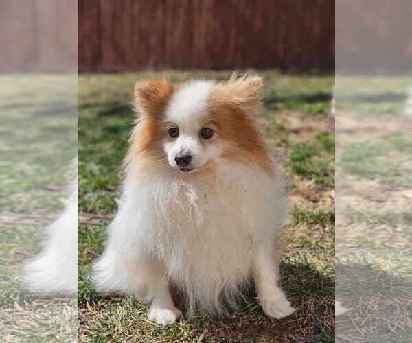 Medium Photo #3 Pomeranian Puppy For Sale in Lebanon, PA, USA