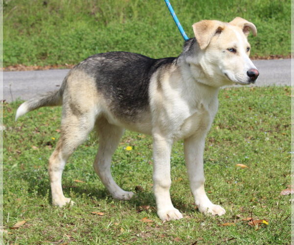 Medium Photo #4 Gerberian Shepsky Puppy For Sale in Prattville, AL, USA
