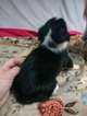 Small Photo #17 Border Collie-Pembroke Welsh Corgi Mix Puppy For Sale in ORCHARD, CO, USA