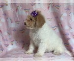 Small #10 Poodle (Miniature)