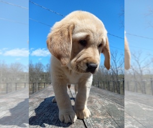 Golden Labrador Puppy for Sale in DUNDEE, New York USA