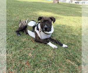 Lennox - Male Boxer-Unknown Mix Dog for Adoption - Photo #3