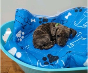 Chiweenie Puppy for sale in MARIETTA, GA, USA