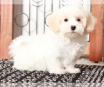 Small #2 Poovanese