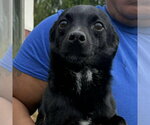 Small #1 Chihuahua Mix