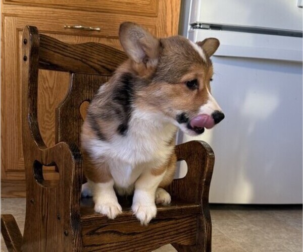 Medium Photo #4 Pembroke Welsh Corgi Puppy For Sale in STANLEY, WI, USA