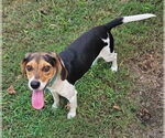 Small #7 Beagle
