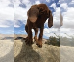 Small Photo #137 Rhodesian Ridgeback Puppy For Sale in MORONGO VALLEY, CA, USA