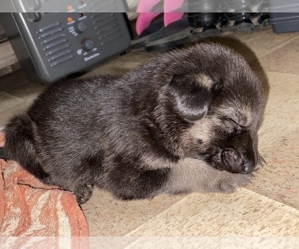Medium Photo #2 German Shepherd Dog Puppy For Sale in RAVENDEN, AR, USA