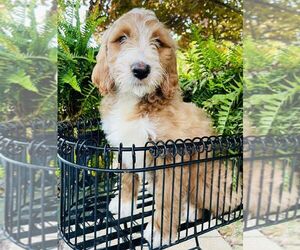 Goldendoodle (Miniature) Puppy for sale in HENDERSONVILLE, NC, USA