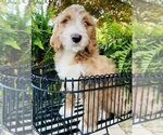Small Photo #1 Goldendoodle (Miniature) Puppy For Sale in HENDERSONVILLE, NC, USA