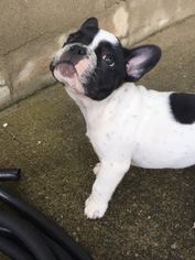French Bulldog Puppy for sale in BOONTON, NJ, USA