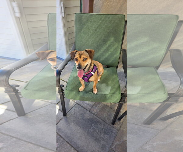 Medium Photo #5 Chiweenie Puppy For Sale in Santa Clara, CA, USA