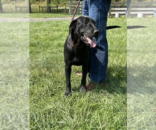 Medium Photo #5 Labrador Retriever Puppy For Sale in NEOLA, WV, USA