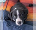 Small #2 Labrador Retriever Mix