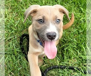 Mutt Dogs for adoption in Sheboygan, WI, USA