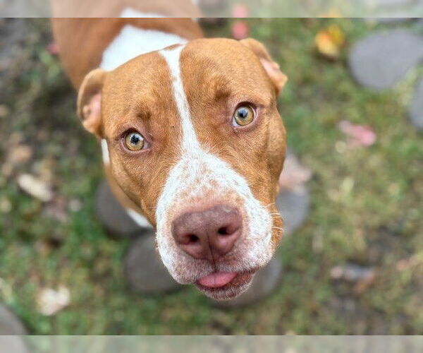 Medium Photo #2 American Pit Bull Terrier-Unknown Mix Puppy For Sale in Tulsa, OK, USA