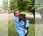 Small #2 French Bulldog-Staffordshire Bull Terrier Mix