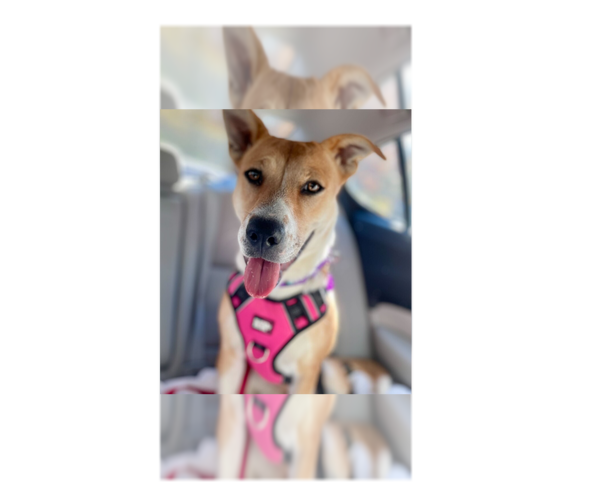 Medium Photo #9 Labrador Retriever-Unknown Mix Puppy For Sale in Greenbelt, MD, USA