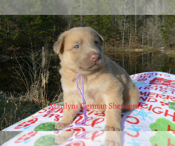 Medium Photo #1 German Shepherd Dog Puppy For Sale in PIEDMONT, MO, USA